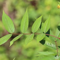 Senna occidentalis (L.) Link